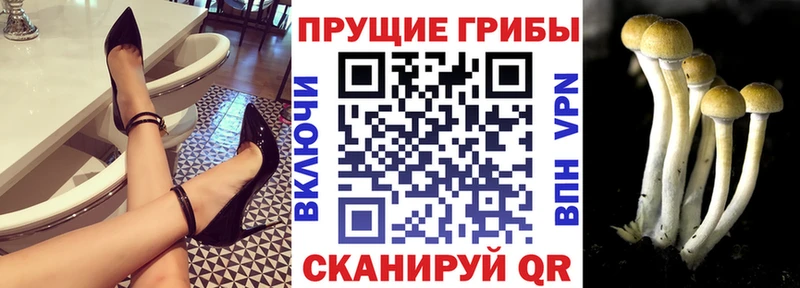 Псилоцибиновые грибы Cubensis  Аргун 